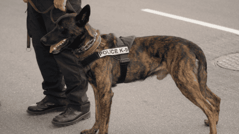 خدمات امنية